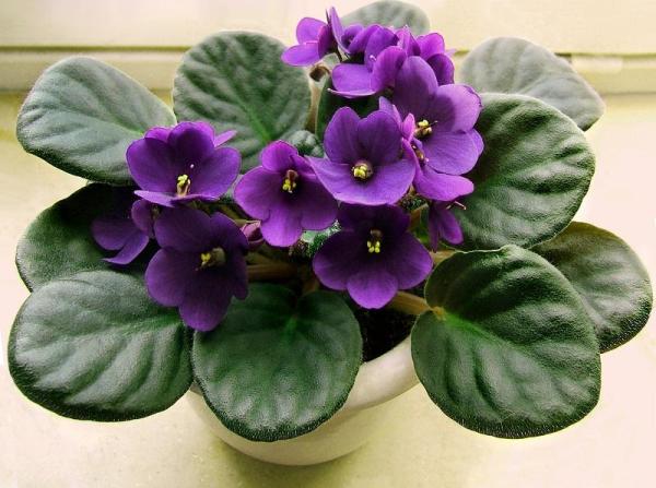 Plants With Flowers That Bloom All Year - African violet (Streptocarpus sect. Saintpaulia)