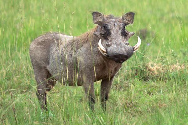 Different Types of Wild Pigs - African warthog