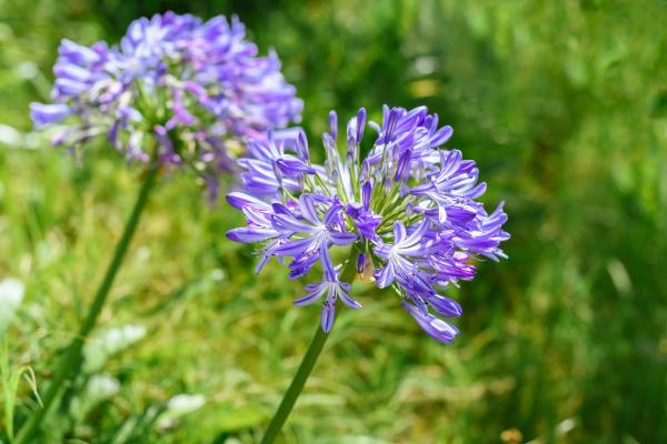 10 Flowers That Bloom in May - Agapanthus (Agapanthus spp.)
