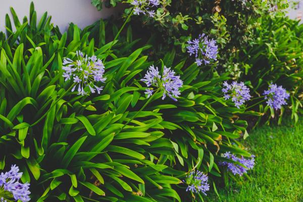 Caring for Agapanthus in Pots - Lily of the Nile Care - Agapanthus light, temperature and location