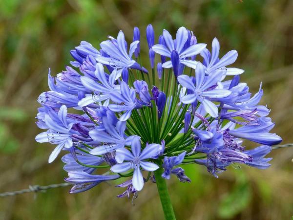 Caring for Agapanthus in Pots - Lily of the Nile Care - Agapanthus pruning