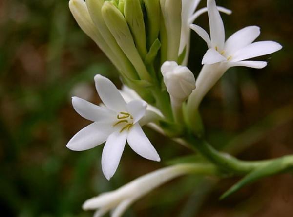 Types of Spring Flower Bulbs - Agave amica