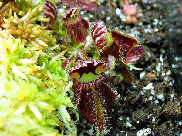 Types of Carnivorous Plants - Albany pitcher plant (Cephalotus follicularis)