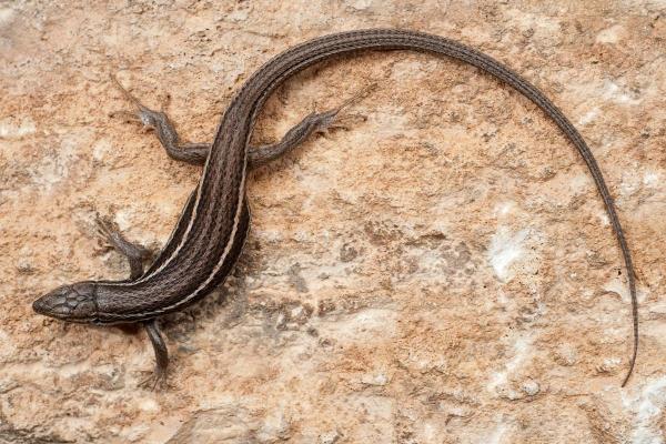 Types of Spanish Lizards - Algerian psammodromus