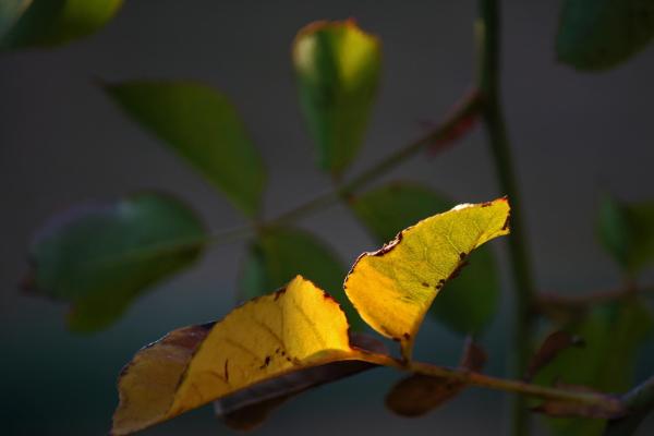 Why Are My Rose Leaves Turning Yellow? - Alkaline soil and lack of iron