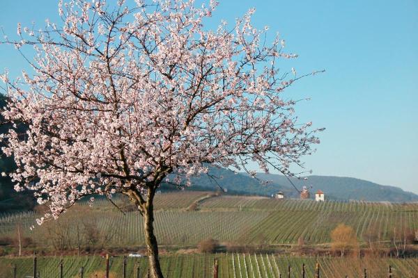 Types of Poisonous Trees - Toxic Trees to Humans - Almond tree (Prunus dulcis)