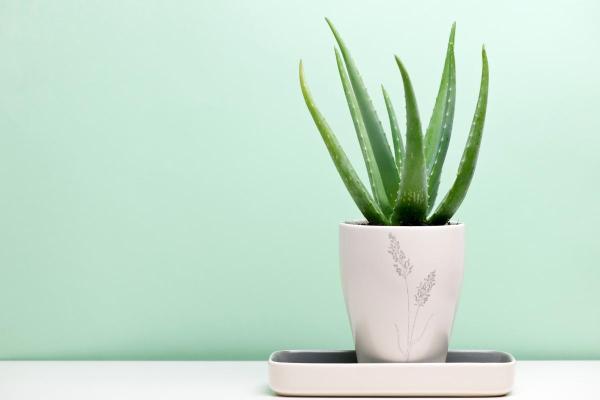 Best Plants for Dark Rooms - Aloe vera