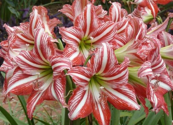Types of Spring Flower Bulbs - Amaryllis