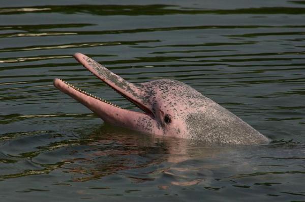 Endangered Wild Animals in Ecuador - Amazon river dolphin (Inia geoffrensis)