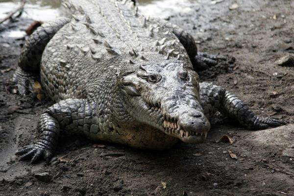 Crocodile Species in Danger of Extinction - American alligator in vulnerable state