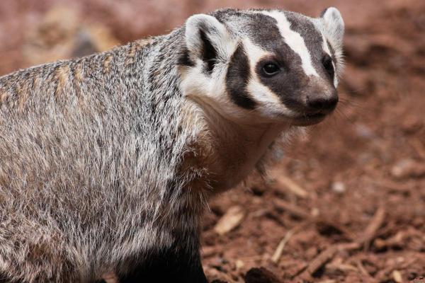 Different Types of Badgers - American badger (Taxidea taxus)