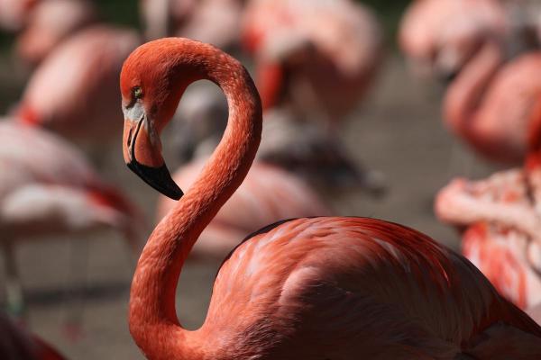 Types of Flamingos - Different Flamingo Species - American flamingo (Phoenicopterus ruber)