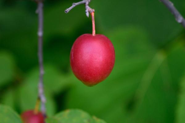 Plum Varieties - Different Kinds of Plums - American plum (Prunus Americana)