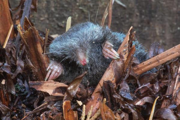 Types of Moles (Animal) - American shrew mole (Neurotrichus gibbsii)