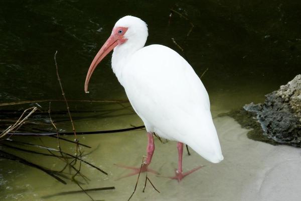 Types of Wading Birds - American white ibis (Eudocimus albus)