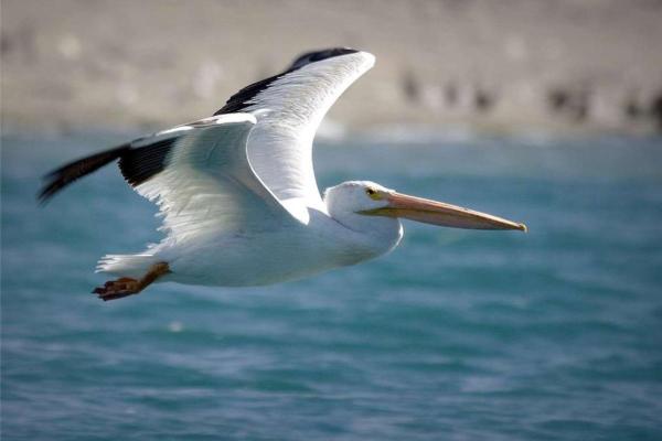 Types of Piscivorous Animals With Examples - American white pelican
