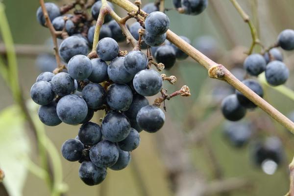 Different Types of Grapes for Eating and Drinking - Amur grape (Vitis amurensis)