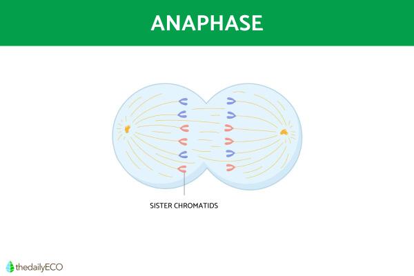 Phases of the Cell Cycle - Summary - Anaphase