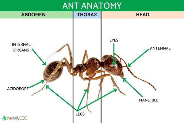 Anatomy of an Ant - Ant Body Parts