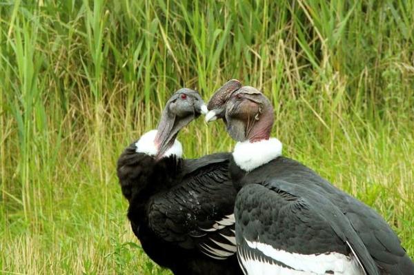 Endangered Wild Animals in Ecuador - Andean condor (Vultur gryphus)