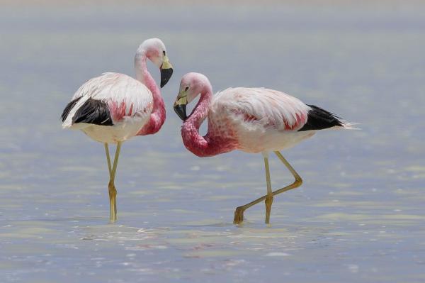 Types of Flamingos - Different Flamingo Species - Andean flamingo (Phoenicoparrus andinus)