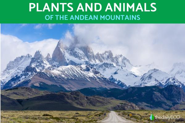 Andean Plants and Animals - Flora and Fauna