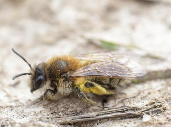 Different Types of Bees - Bee Identification Guide - Andrenidae bees