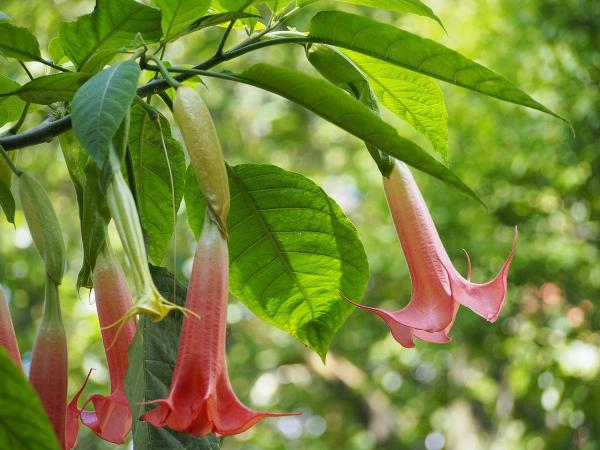 Top 10 Plants with Big Flowers - Angel trumpet