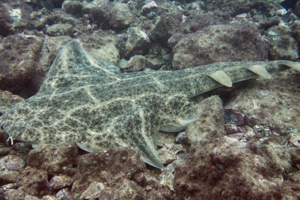 Sharks in Danger of Extinction - Angelshark (Squatina squatina)