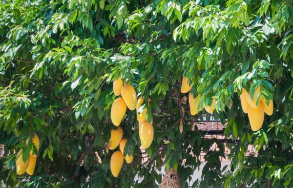 Different Types of Trees - Angiosperms