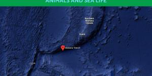 Animals in the Mariana Trench