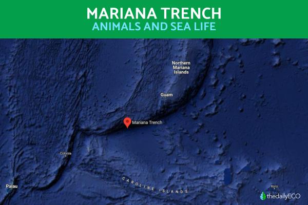 Animals in the Mariana Trench