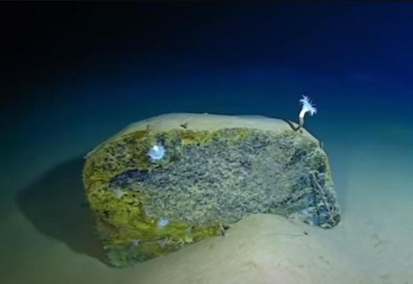 Animals in the Mariana Trench -