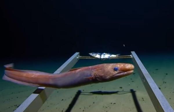 Animals in the Mariana Trench -