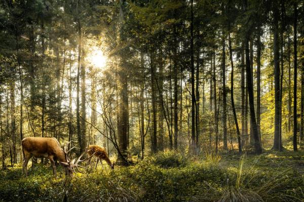 Which Plants and Animals Live in the Temperate Forest? - Animals of the temperate forest