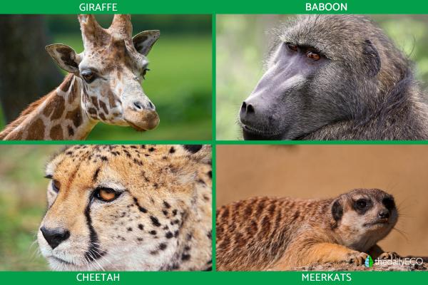 What Are Thorn Forests? - Animals of the thorn forests