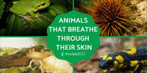 Animals That Breathe Through Their Skin