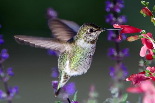 What Is Flower Nectar? - Animals that feed on flower nectar