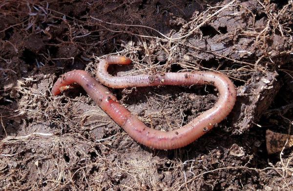 Invertebrate Animals - Examples and Characteristics - Annelids