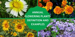 Annual Flowering Plants Definition