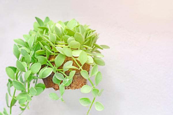 Top Indoor Climbing Plants for Beginners - Ant Plant (Dischidia nummularia)