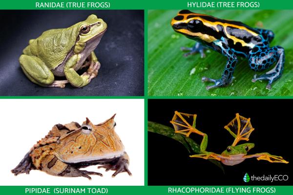 What Are Amphibians? - Definition, Types and Examples - Anurans