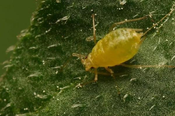 Is Your Aloe Vera Sick? - Causes and Solutions - Aphid