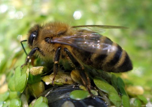 Different Types of Bees - Bee Identification Guide - Apidae bees