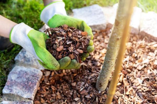 How to Protect Plants From Frost and Freeze - Apply mulch