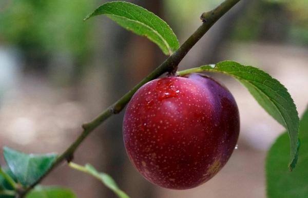 Plum Varieties - Different Kinds of Plums - Apricot plum (Prunus simonii)