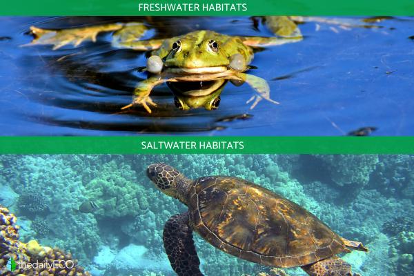 What Are the 3 Types of Habitats? - Aquatic habitat