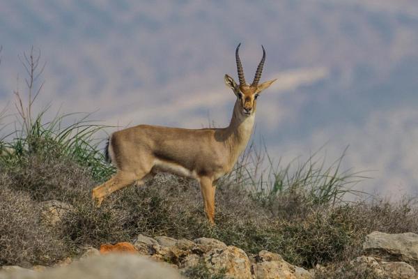 Different Gazelle Species - Arabian gazelle (Gazella gazella)