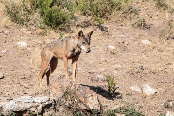 What Are the Different Types of Wolves? - Arabian wolf (Canis lupus arabs)