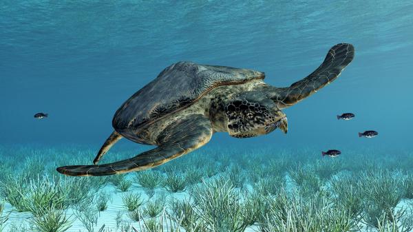 Were There Ocean Dinosaurs? - Archelon spp.
